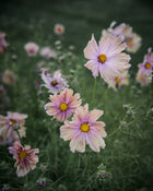 Comsos 'Apricotta' seeds