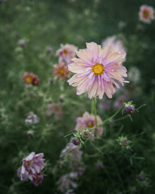 Comsos 'Apricotta' seeds