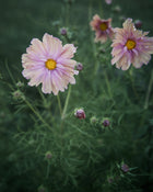 Comsos 'Apricotta' seeds