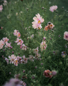 Comsos 'Apricotta' seeds