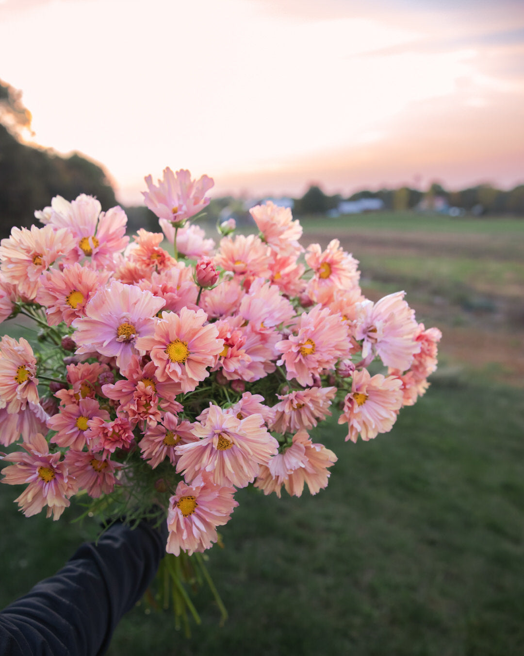 Comsos 'Apricotta' seeds