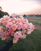 Comsos 'Apricotta' seeds