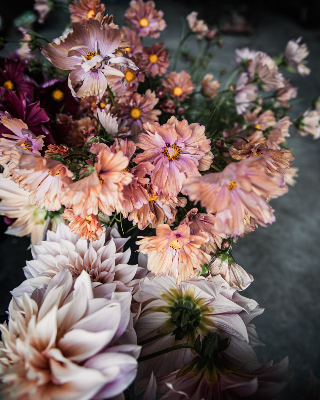 Comsos 'Apricotta' seeds