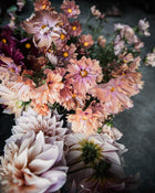 Comsos 'Apricotta' seeds