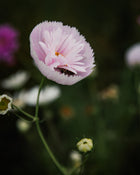 Cosmos Cupcakes Blush Seeds