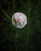 Cosmos Cupcakes Blush Seeds