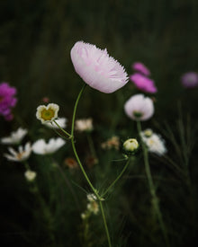 Cosmos Cupcakes Blush Seeds