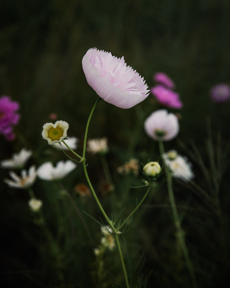 Cosmos Cupcakes Blush Seeds
