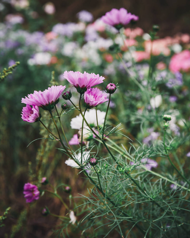 Cosmos 'Double Click Bicolor Pink'