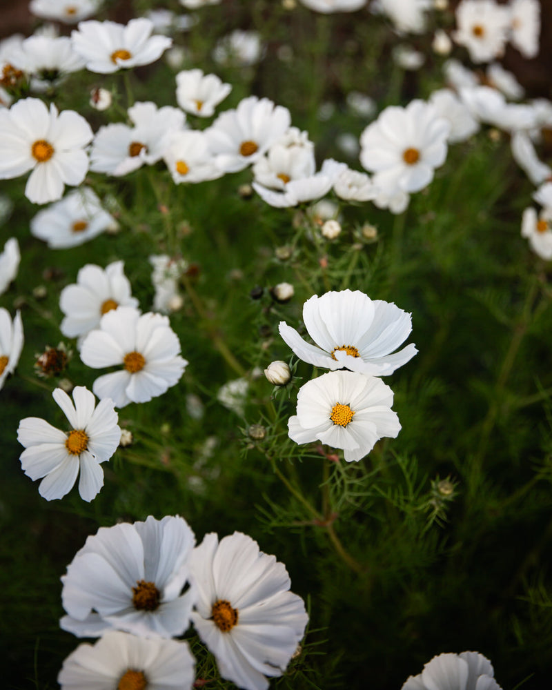 Cosmos Afternoon White Seeds