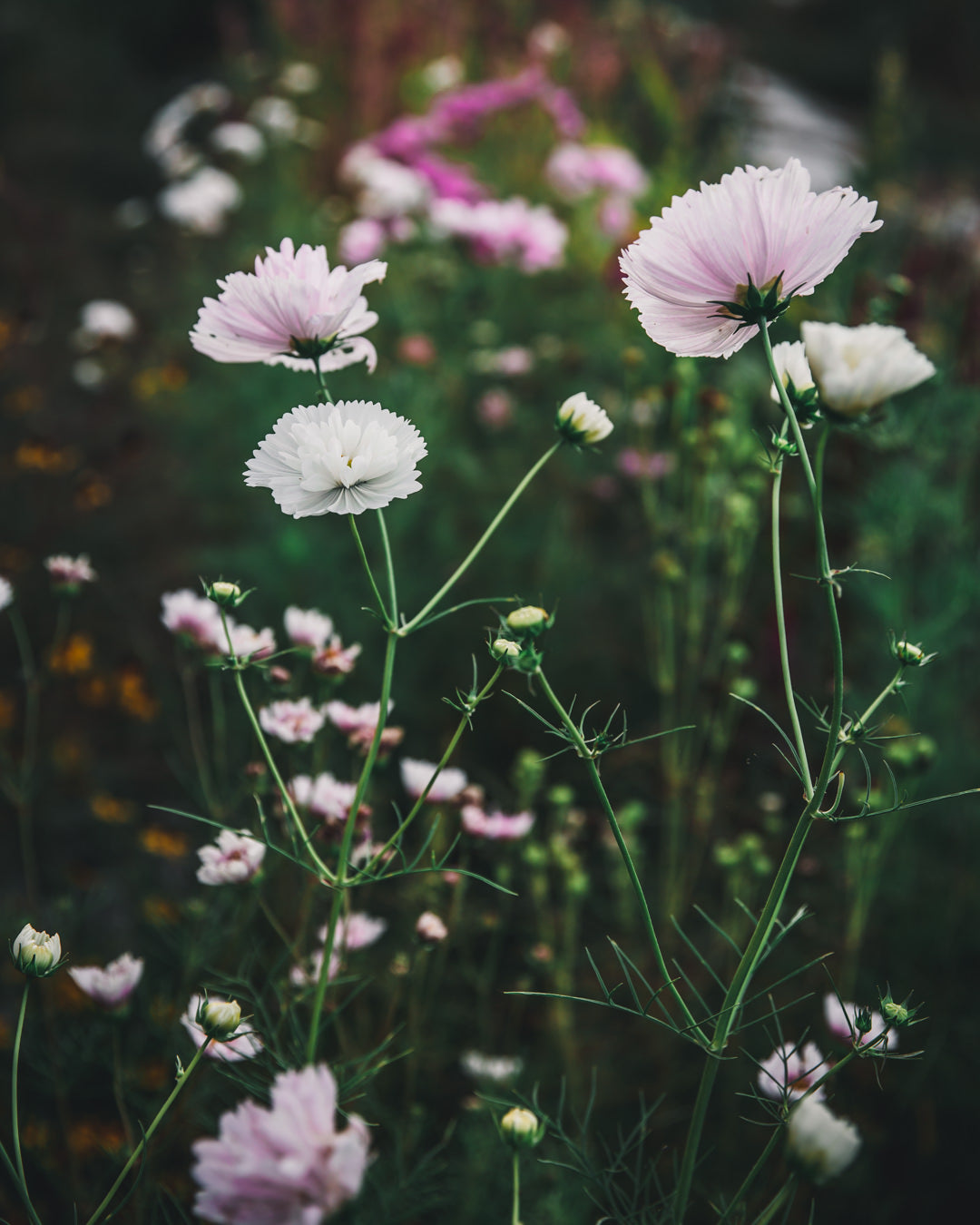 Cosmos 'Double Click Bicolor Pink'