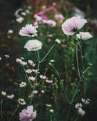 Cosmos 'Double Click Bicolor Pink'