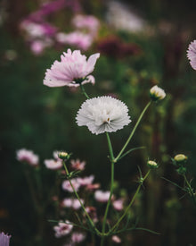 Cosmos 'Double Click Bicolor Pink'