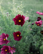 Cosmos 'Rubenza'