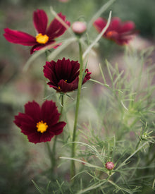 Cosmos 'Rubenza'