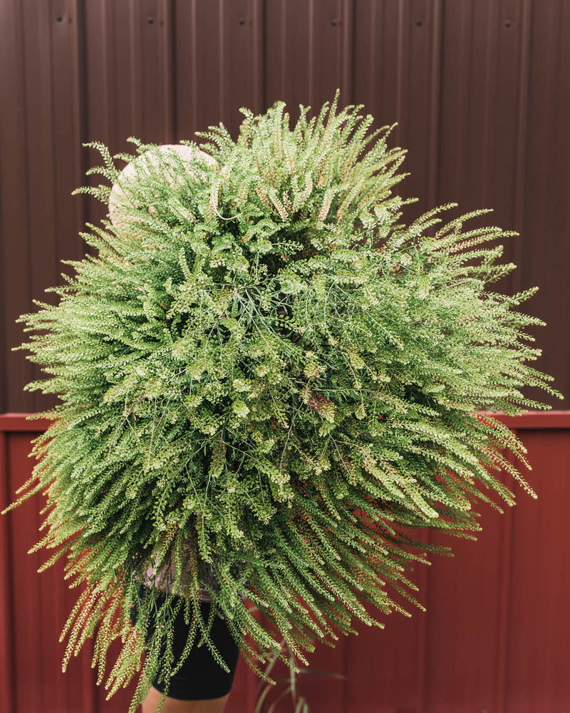 Cress 'Green Dragon'