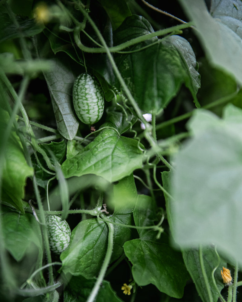Cucumber 'Cucamelon'