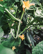 Cucumber 'Max Pack'
