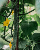 Cucumber Seeds