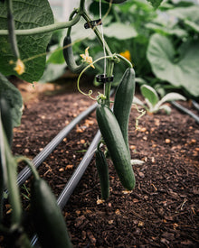 Cucumber Seeds