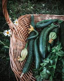 Cucumber Seeds