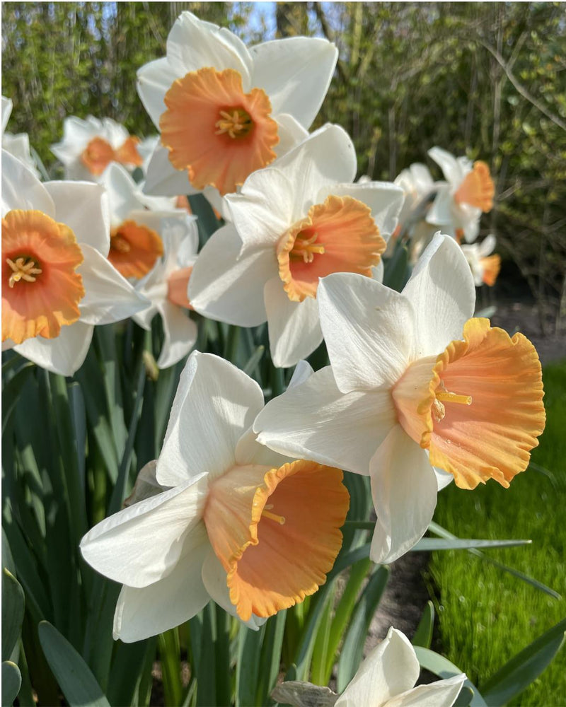Narcissus 'Chromacolor'