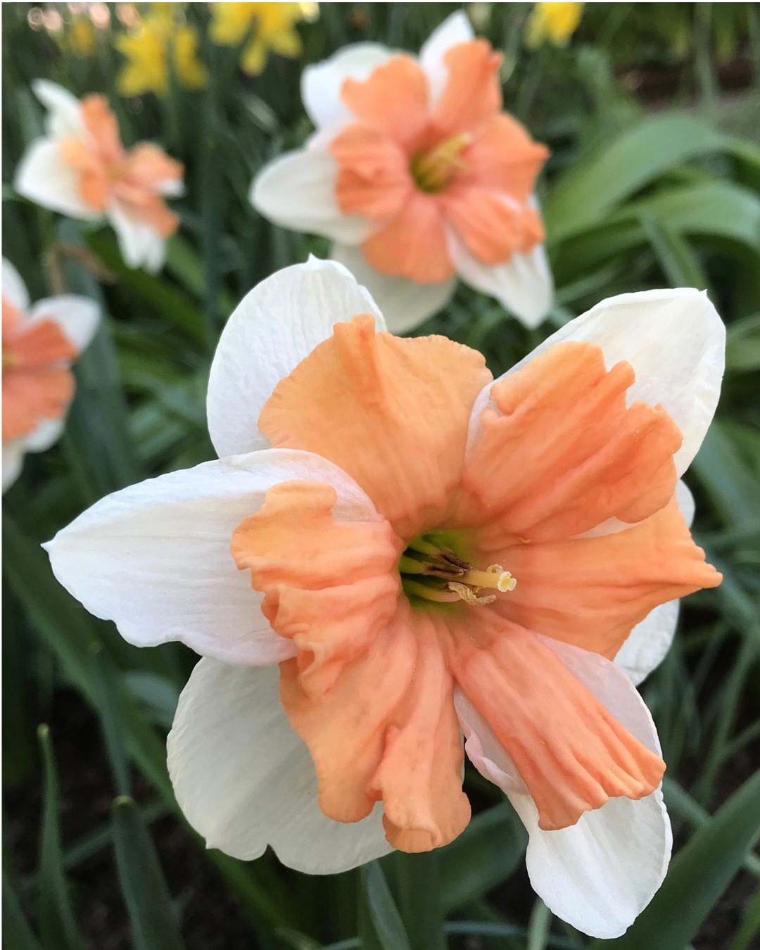 Narcissus 'Electrus'