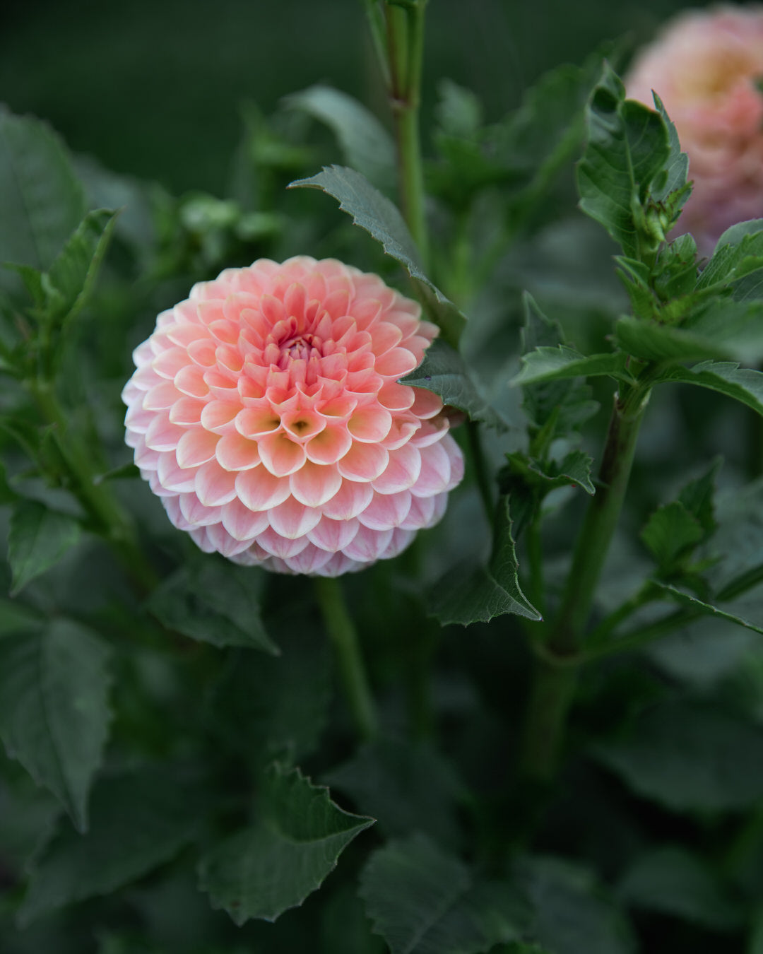 Dahlia 20th Ave Softer Peach