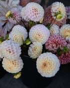 Dahlia 20th Ave Memory