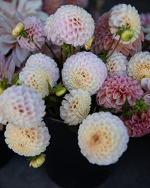 Dahlia 20th Ave Memory