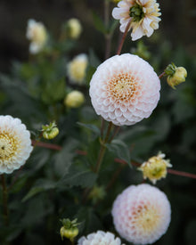 Dahlia 20th Ave Memory
