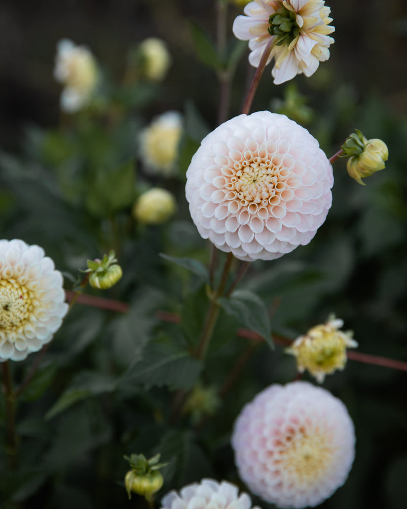 Dahlia 20th Ave Memory