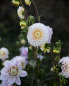 Dahlia 20th Ave Memory