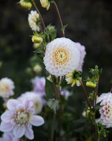Dahlia 20th Ave Memory