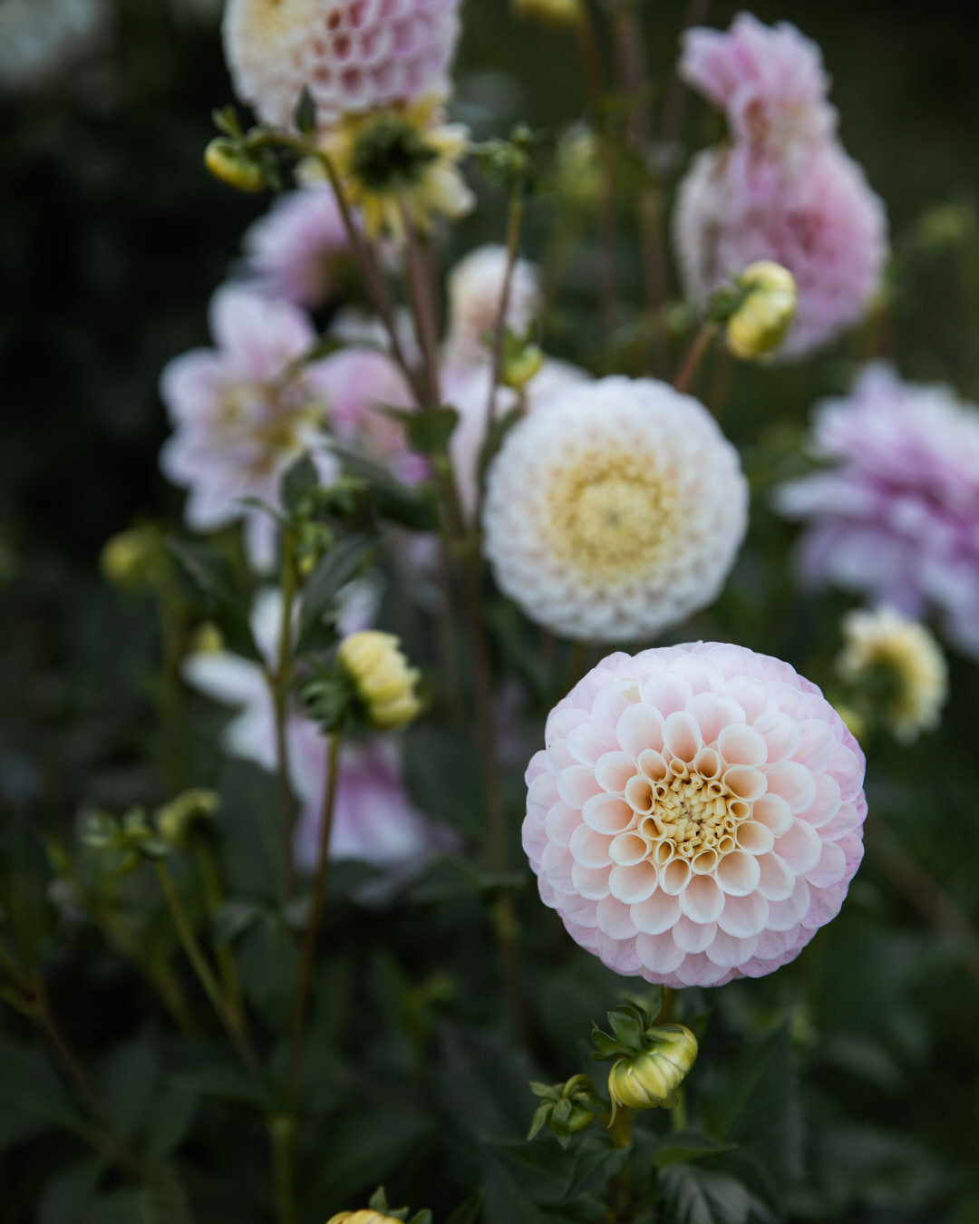 Dahlia 20th Ave Memory