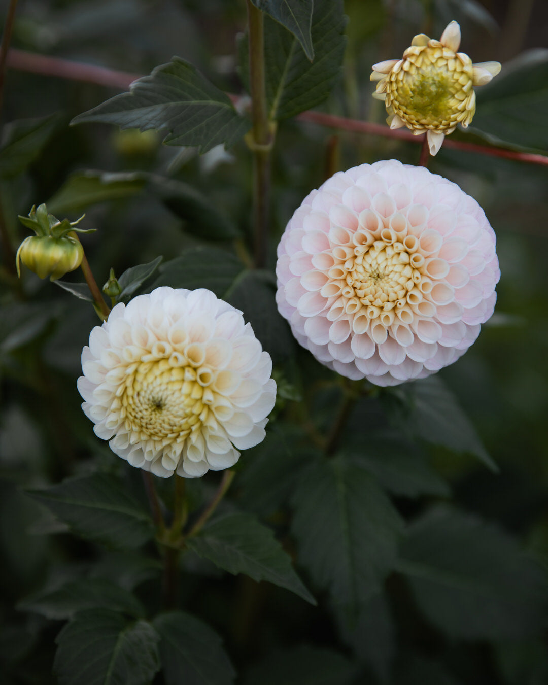 Dahlia 20th Ave Memory
