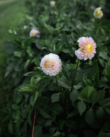 Dahlia 20th Ave Memory