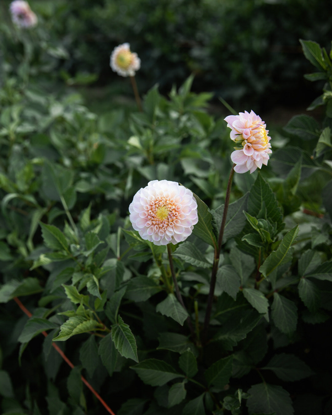Dahlia 20th Ave Memory