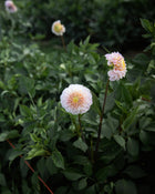 Dahlia 20th Ave Memory