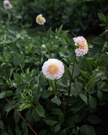 Dahlia 20th Ave Memory