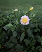 Dahlia 20th Ave Memory