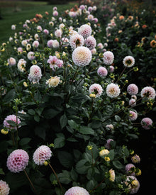 Dahlia 20th Ave Memory