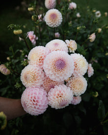 Dahlia 20th Ave Memory