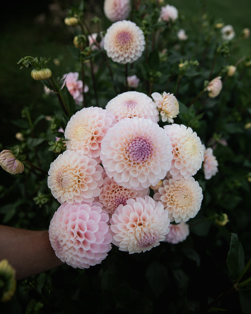 Dahlia 20th Ave Memory