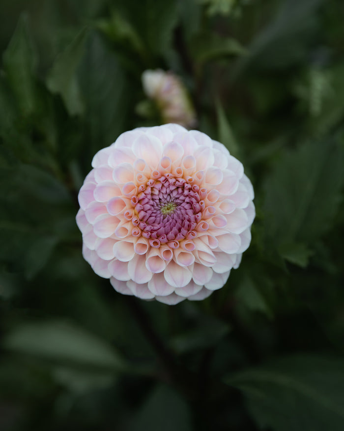 Dahlia 20th Ave Memory