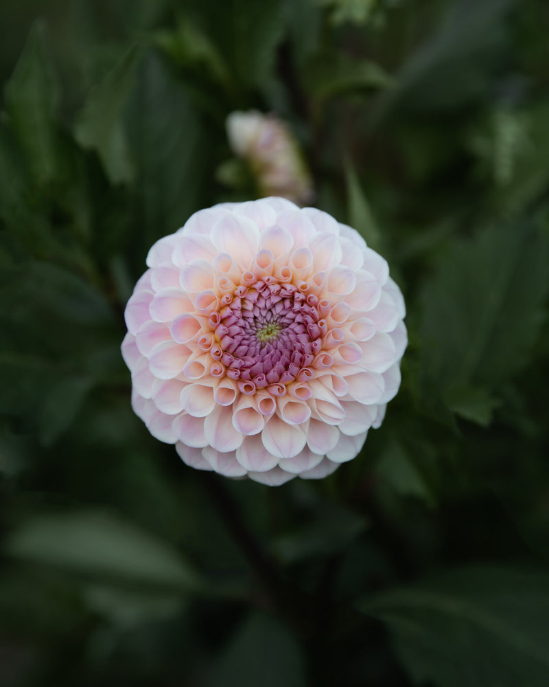 Dahlia 20th Ave Memory