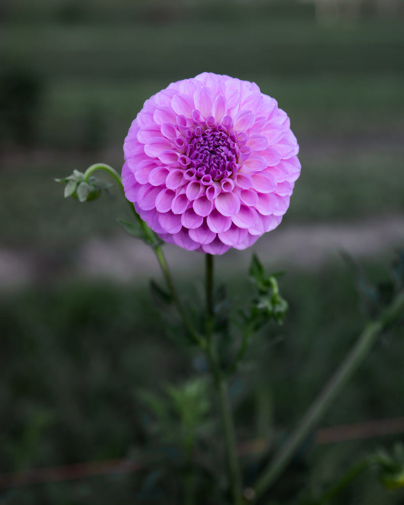 Dahlia 20th Ave Pure Prince