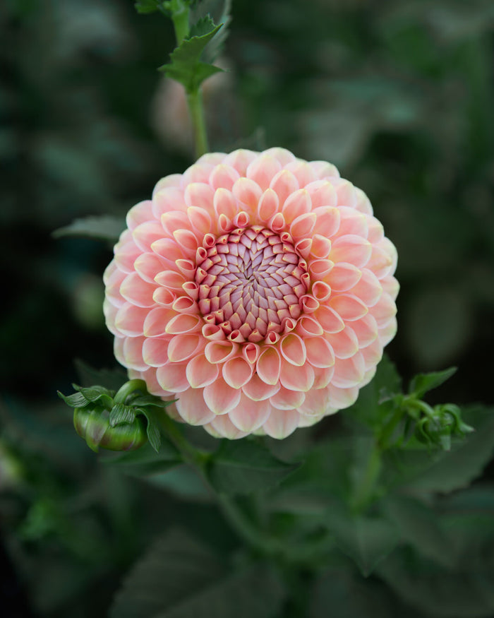 Dahlia 20th Ave Softer Peach