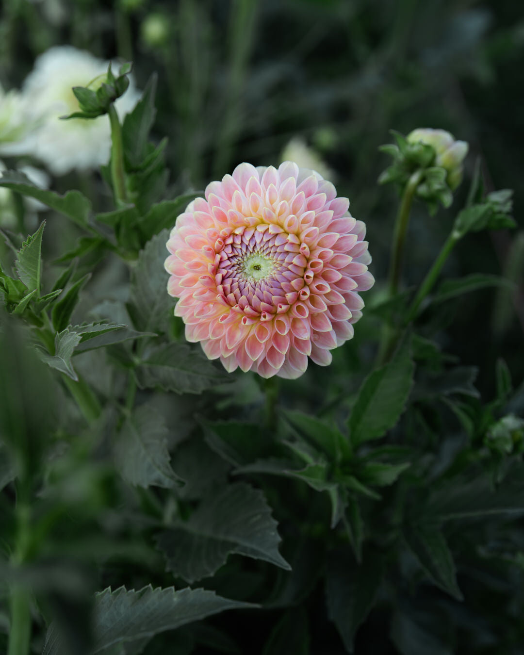 Dahlia 20th Ave Softer Peach