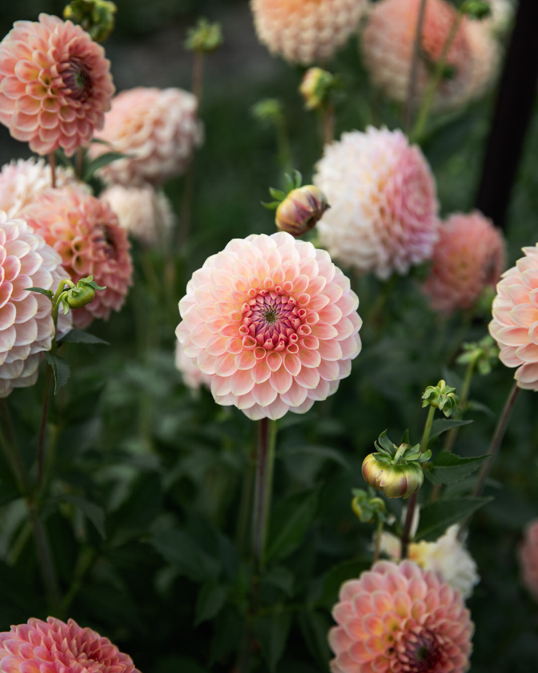 Dahlia 20th Ave Softer Peach